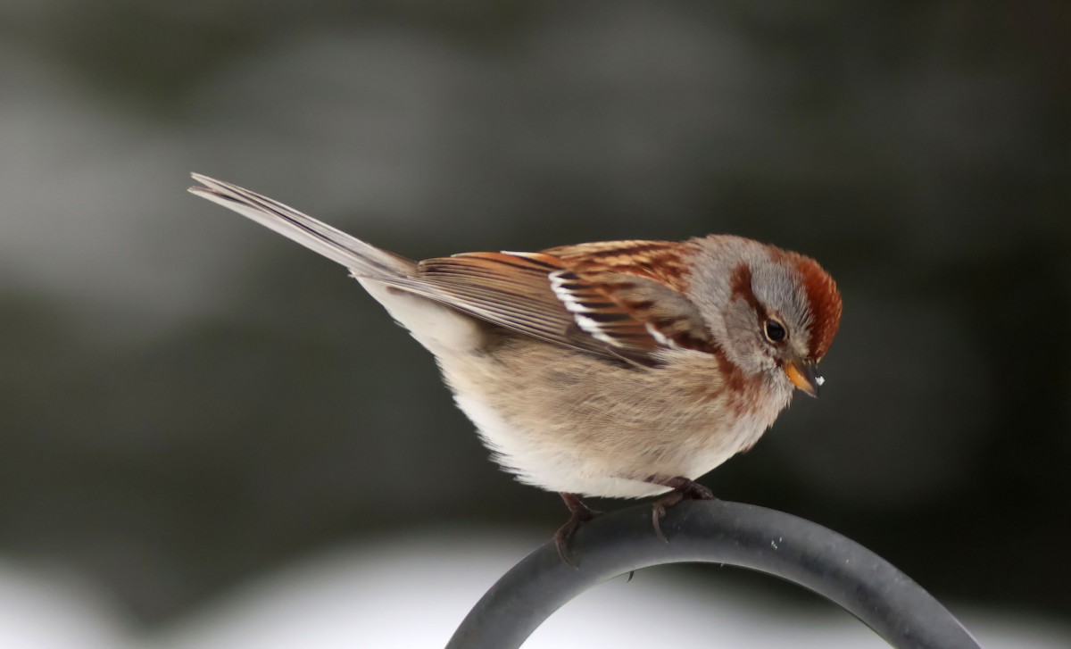 American Tree Sparrow - ML646351428