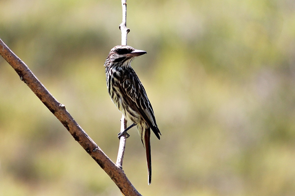 Streaked Flycatcher - ML646351430