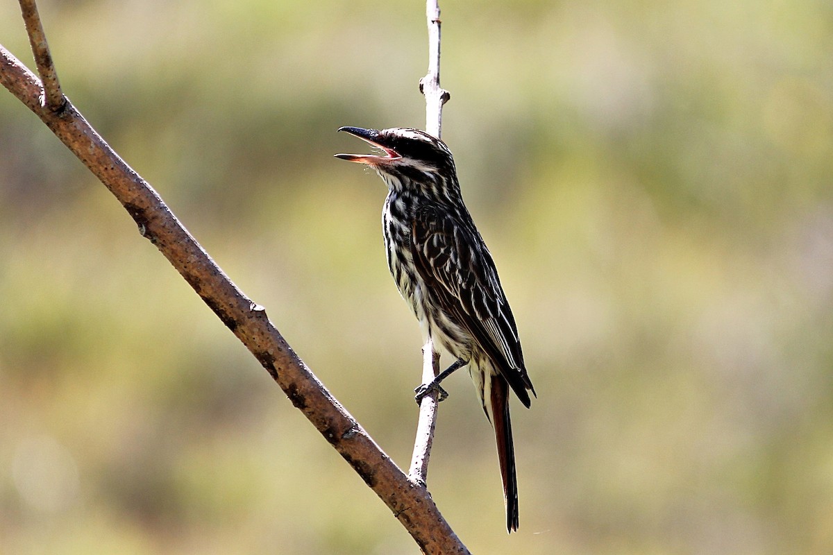 Streaked Flycatcher - ML646351431