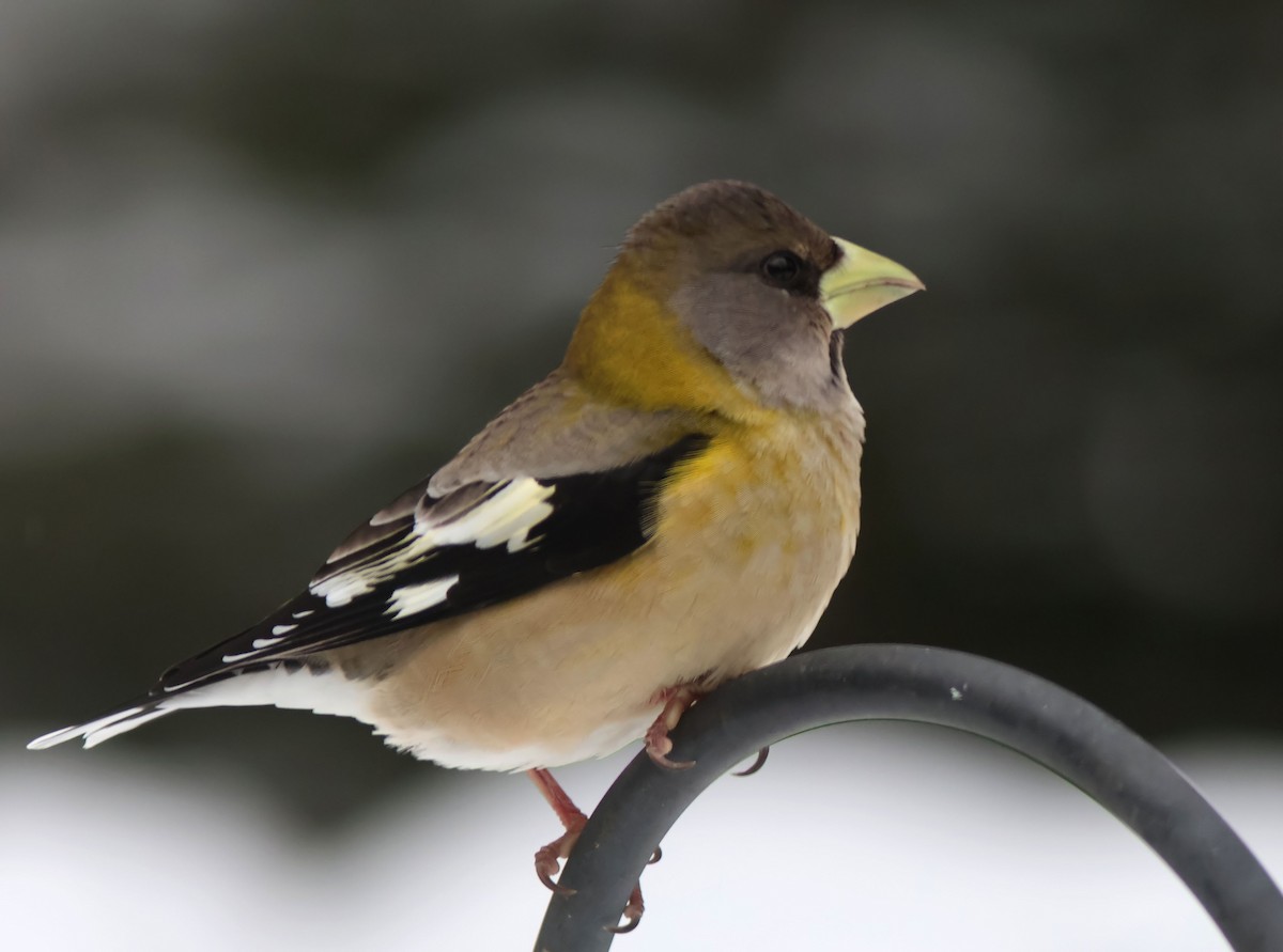 Evening Grosbeak - ML646351433