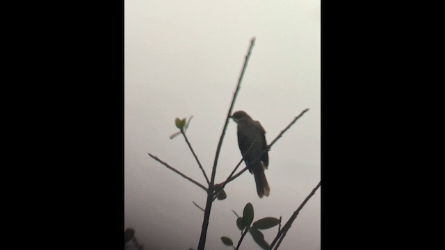 Pale-throated Greenbul - ML646351434
