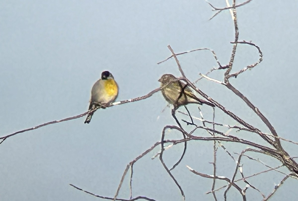 Lawrence's Goldfinch - ML646351436