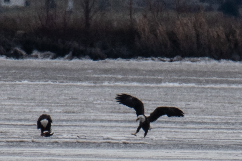 Bald Eagle - ML646351437