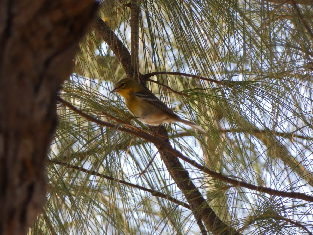 Pine Warbler - ML646351438