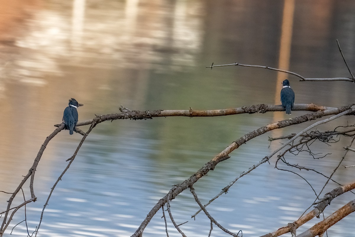 Belted Kingfisher - ML646351439