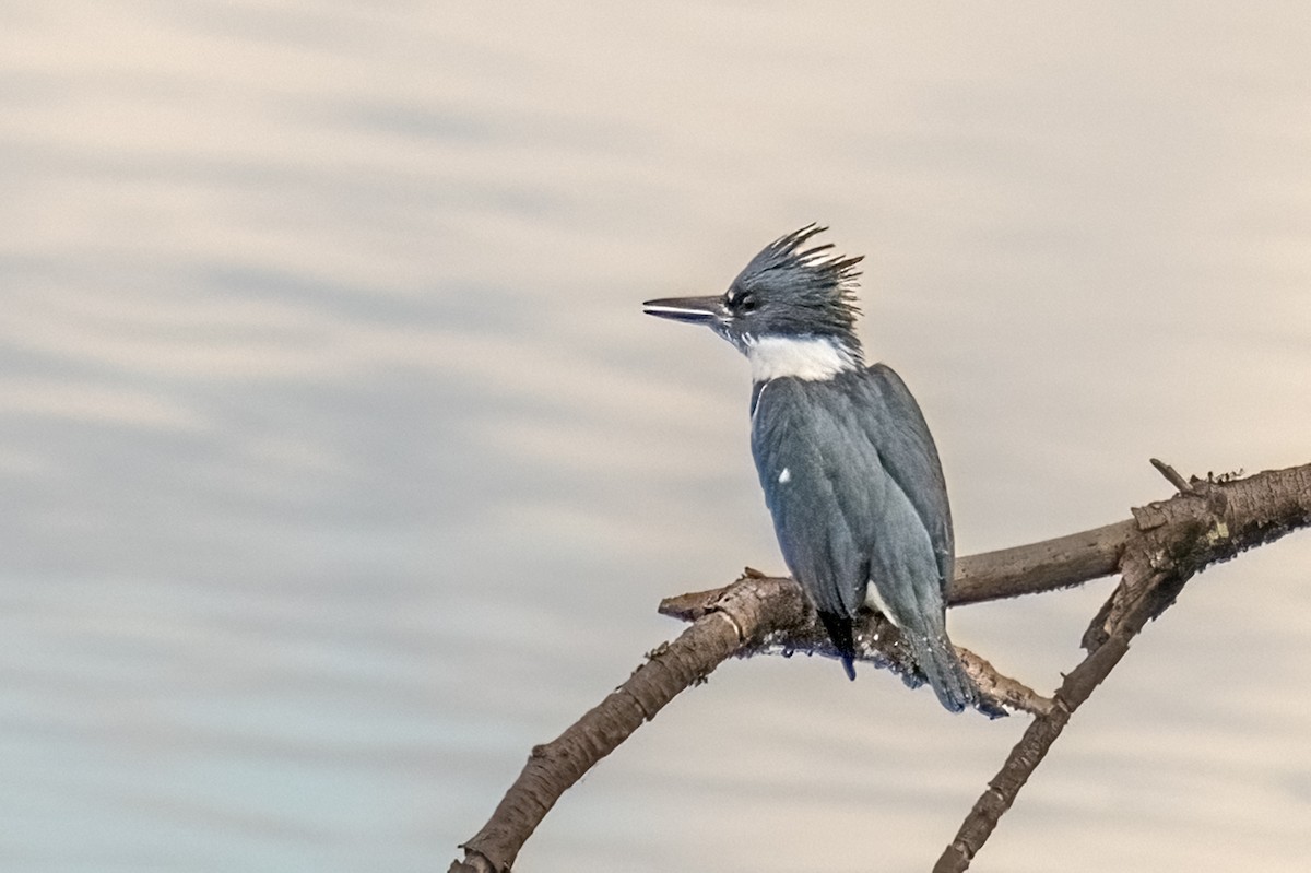 Belted Kingfisher - ML646351440