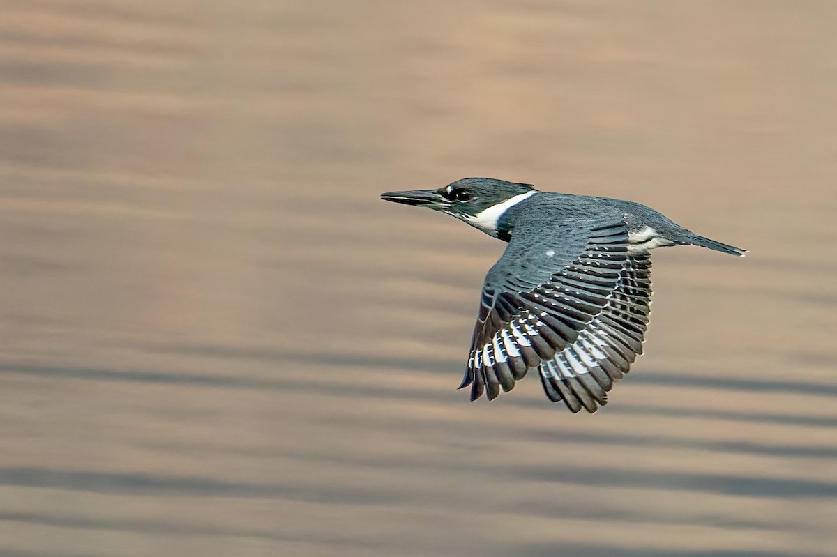 Belted Kingfisher - ML646351441