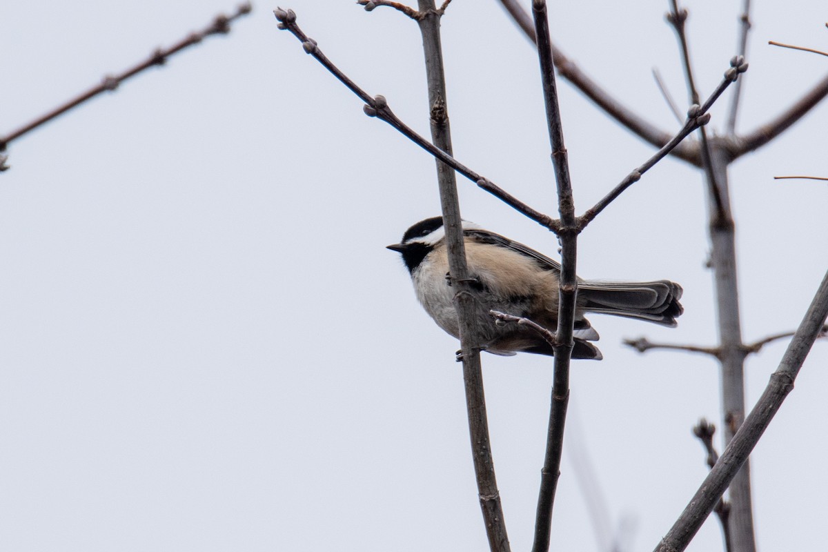 Гаїчка світлокрила - ML646351442