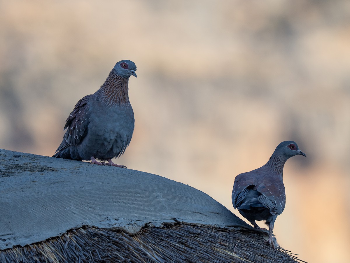 Speckled Pigeon - ML646351444