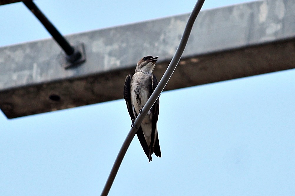 Brown-chested Martin - ML646351445