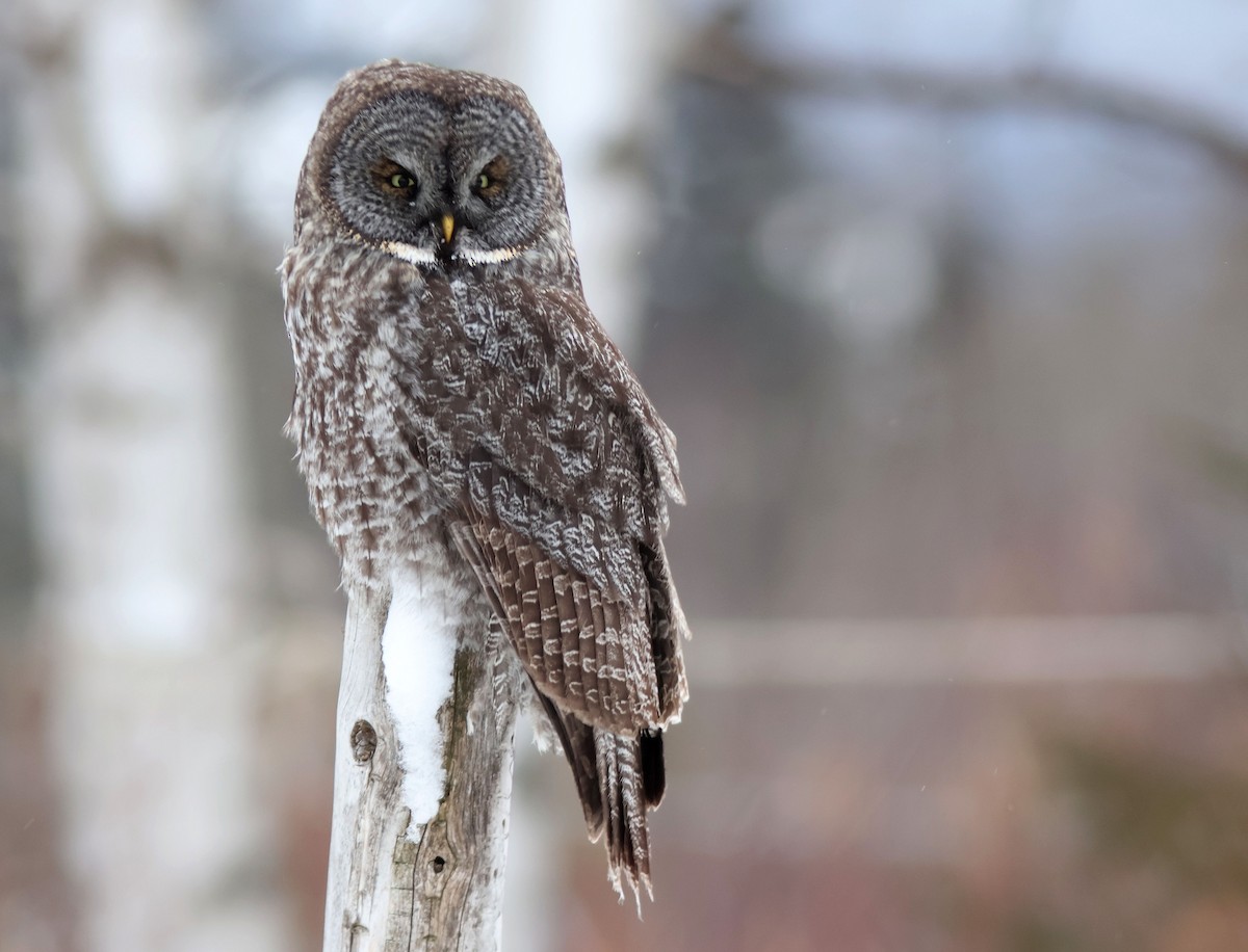Great Gray Owl - ML646351446