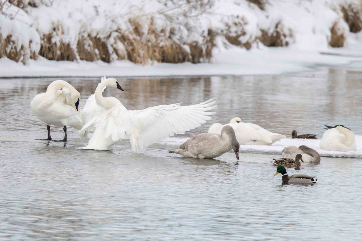 Trumpeter Swan - ML646351447