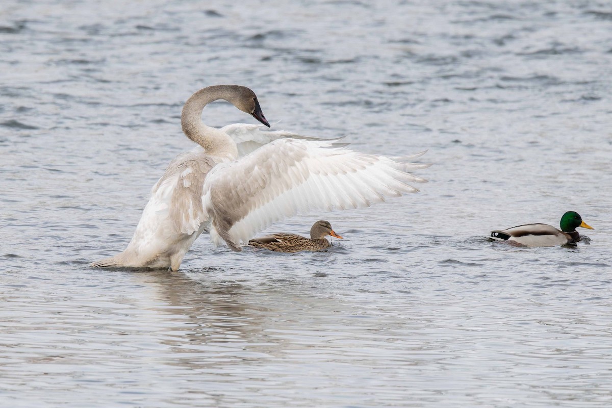 Trumpeter Swan - ML646351448