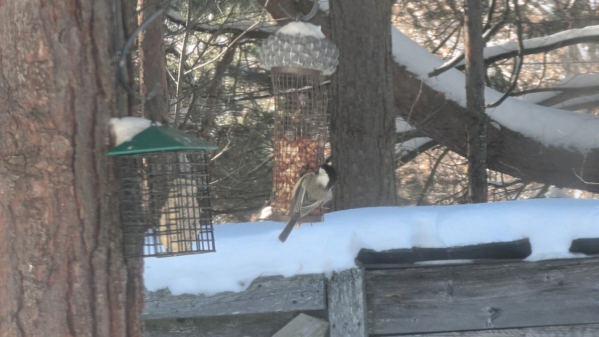 Гаїчка світлокрила - ML646351449