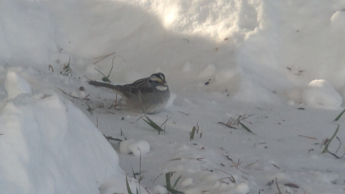 White-throated Sparrow - ML646351453