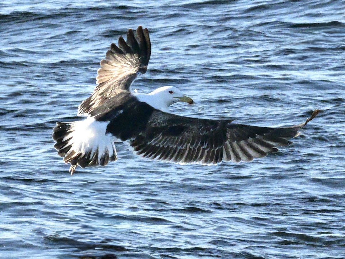 Доминиканская чайка - ML646351456