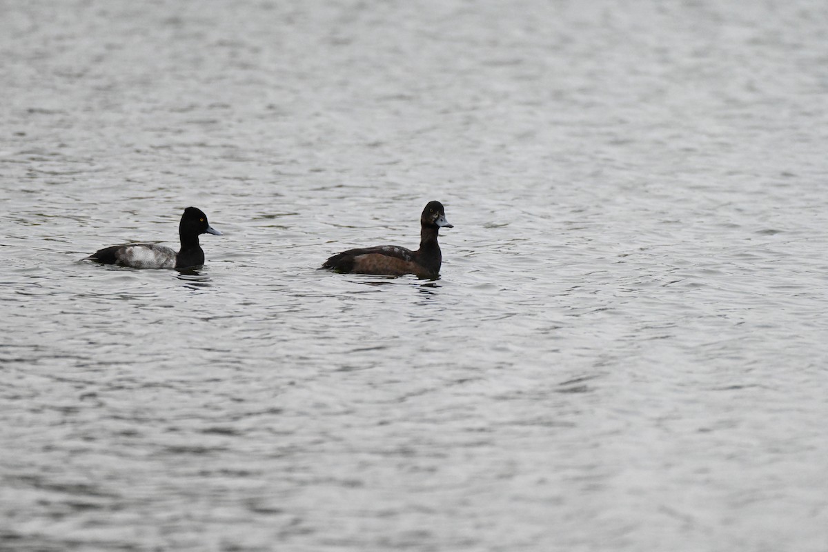 Тэнгисийн шумбуур - ML646351458