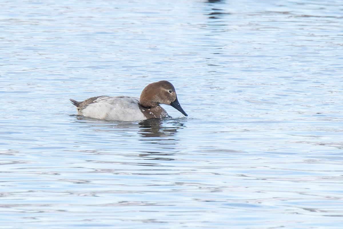 Canvasback - ML646351460