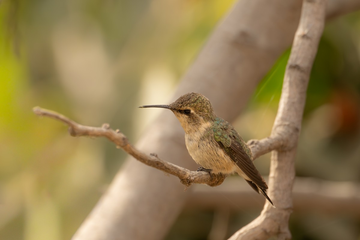 Peruvian Sheartail - ML646351461