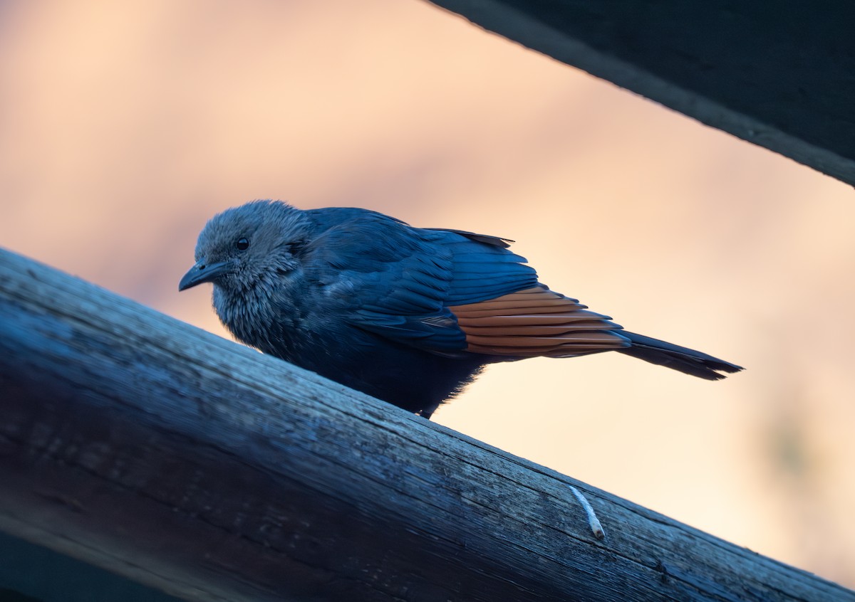 Red-winged Starling - ML646351463