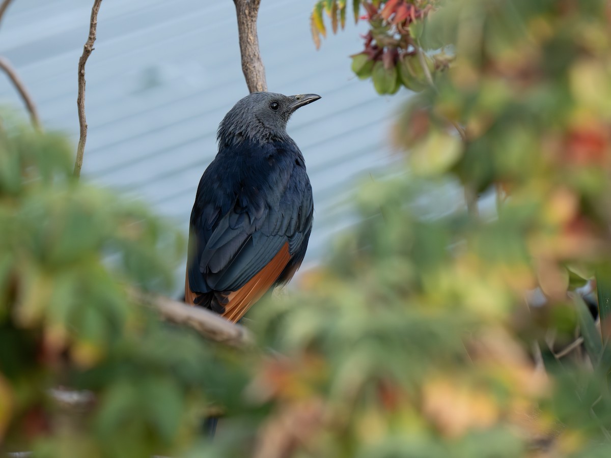 Red-winged Starling - ML646351464