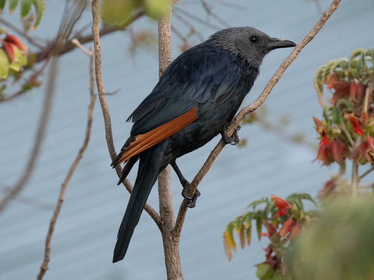Red-winged Starling - ML646351465