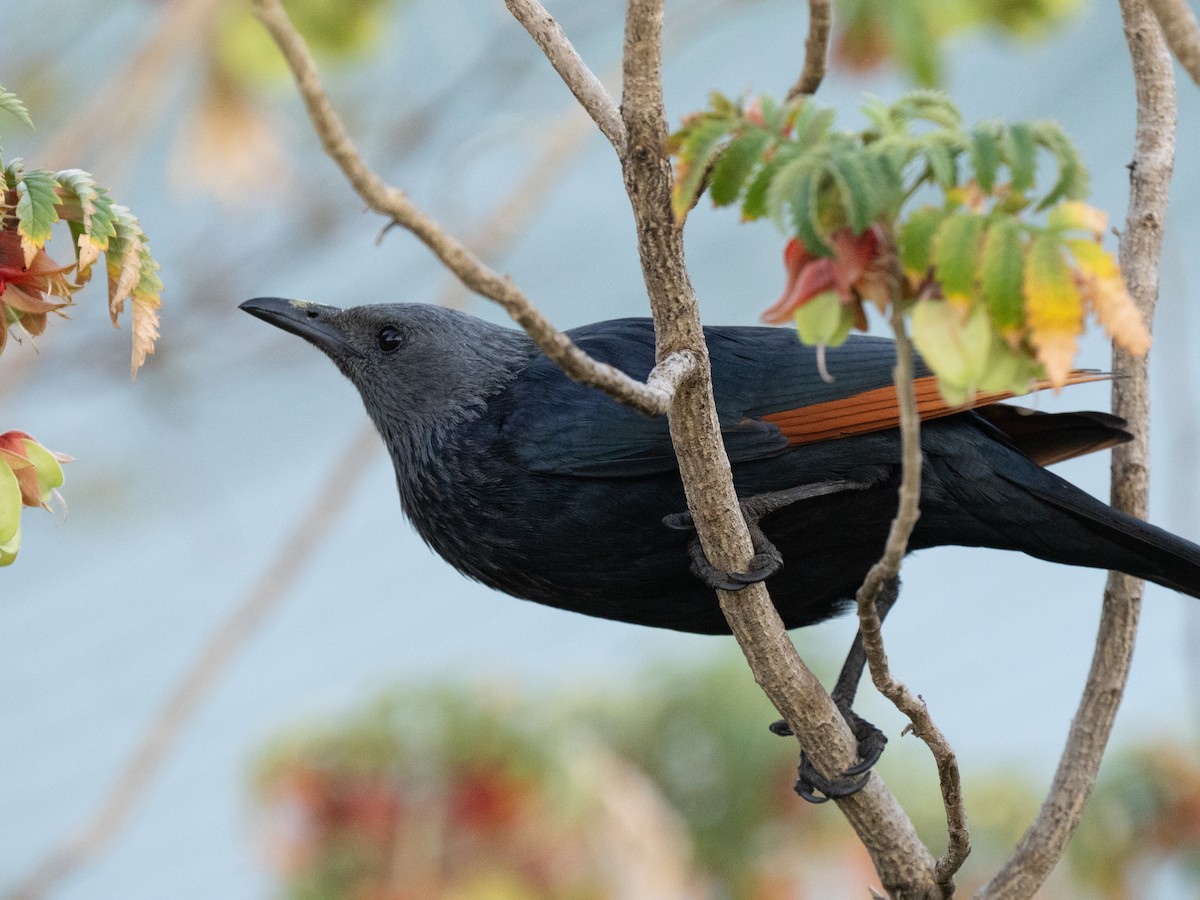 Red-winged Starling - ML646351466