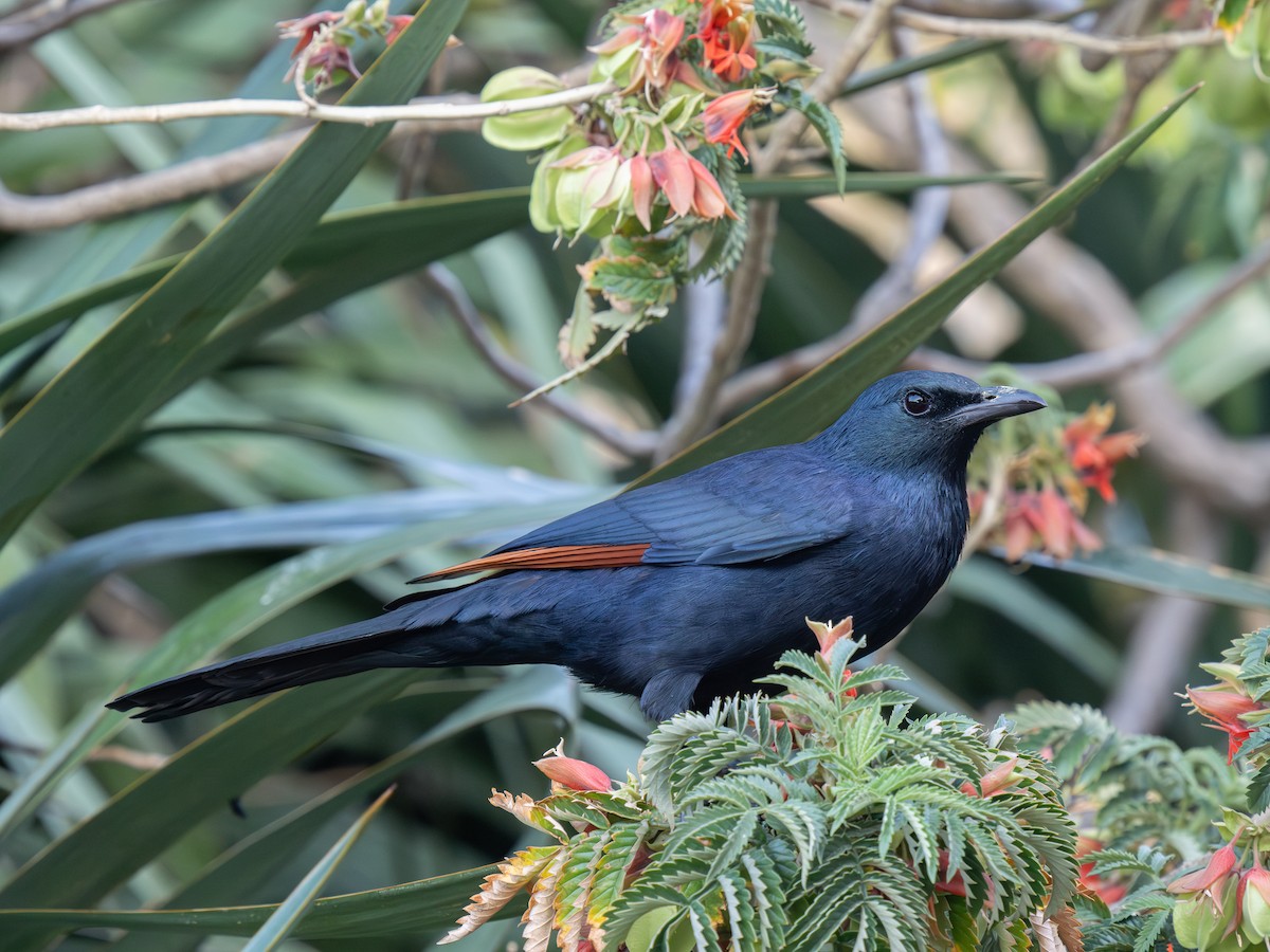 Red-winged Starling - ML646351467