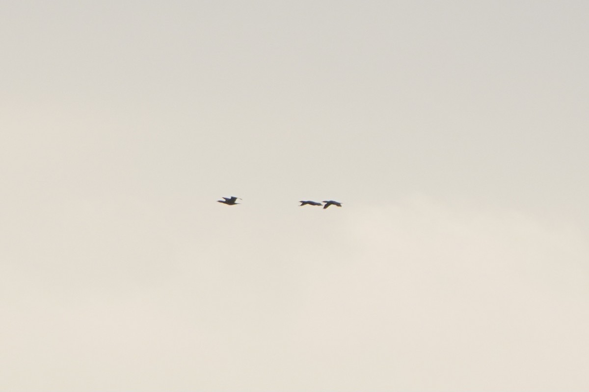 kormorán velký - ML646351469