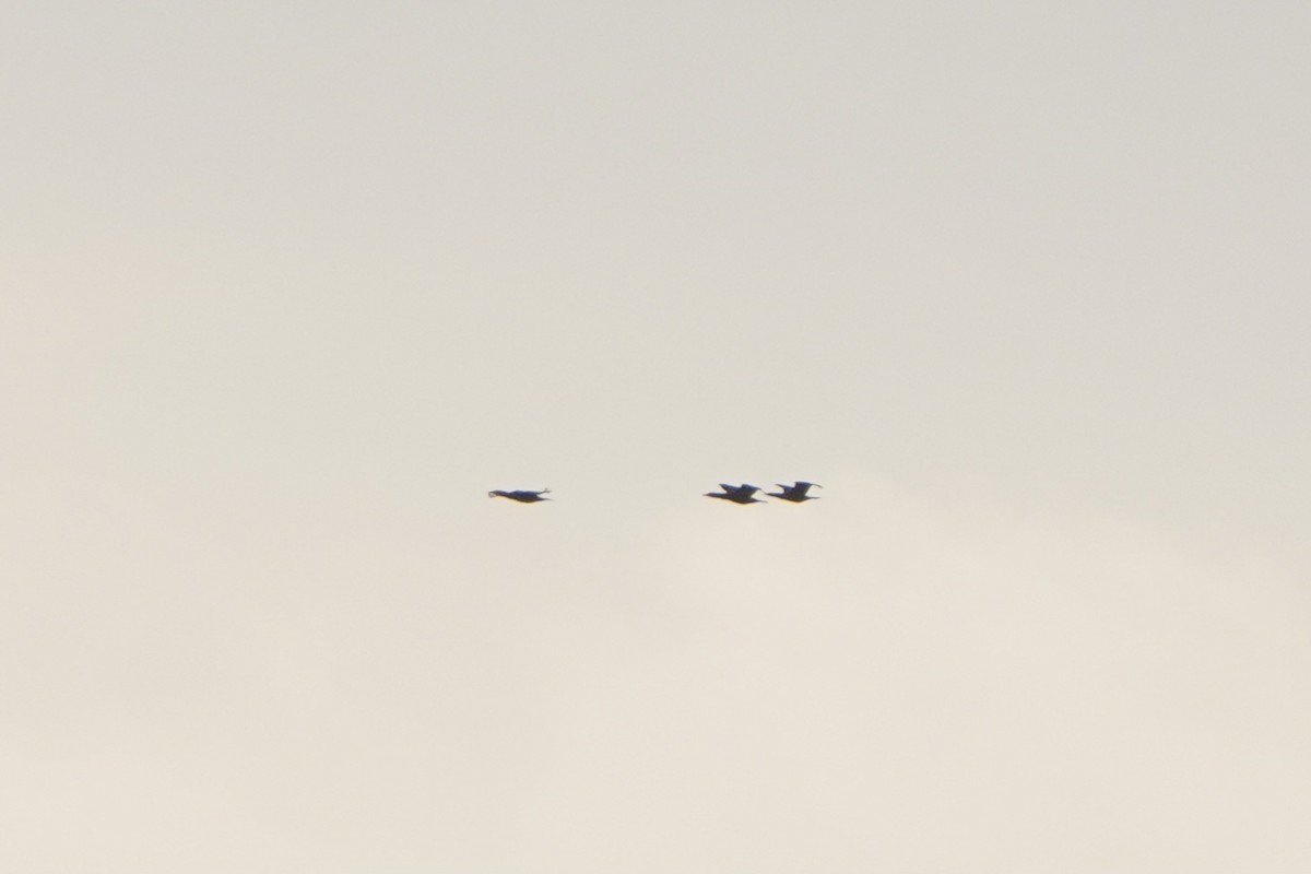 kormorán velký - ML646351470