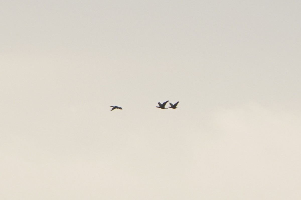 kormorán velký - ML646351471