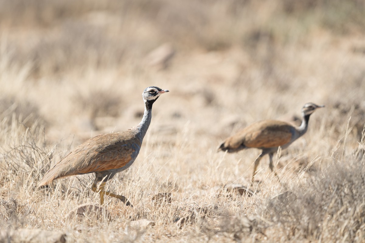 Blue Bustard - ML646351473