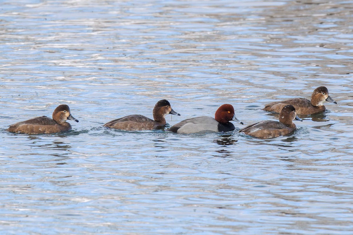 Redhead - ML646351477