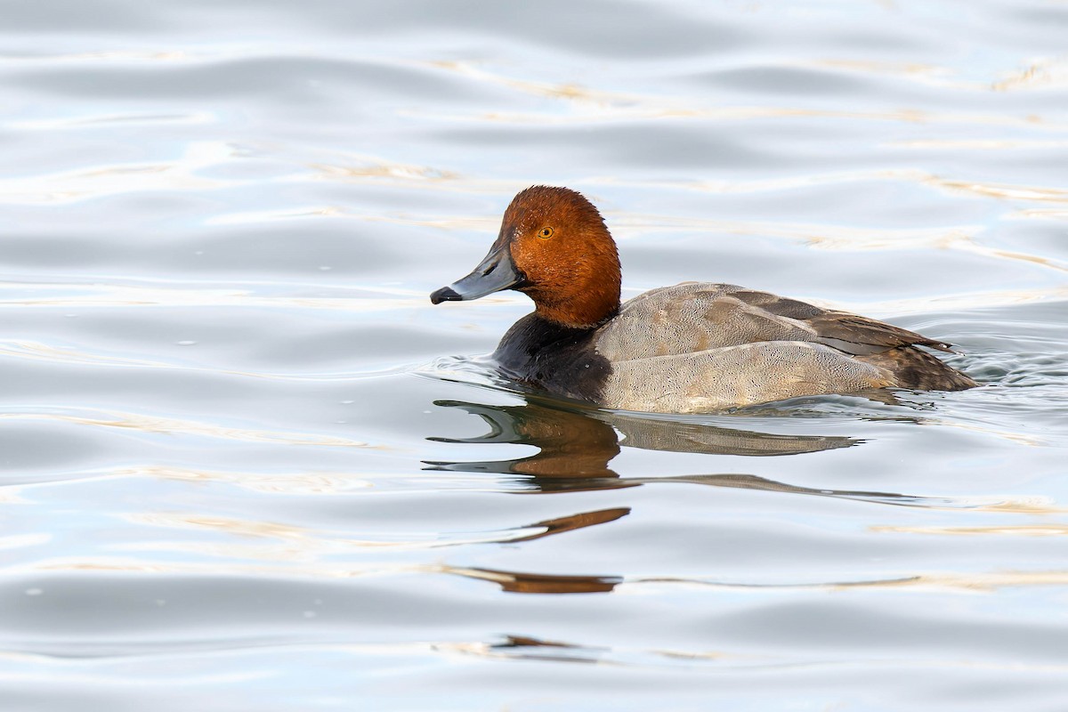 Redhead - ML646351478