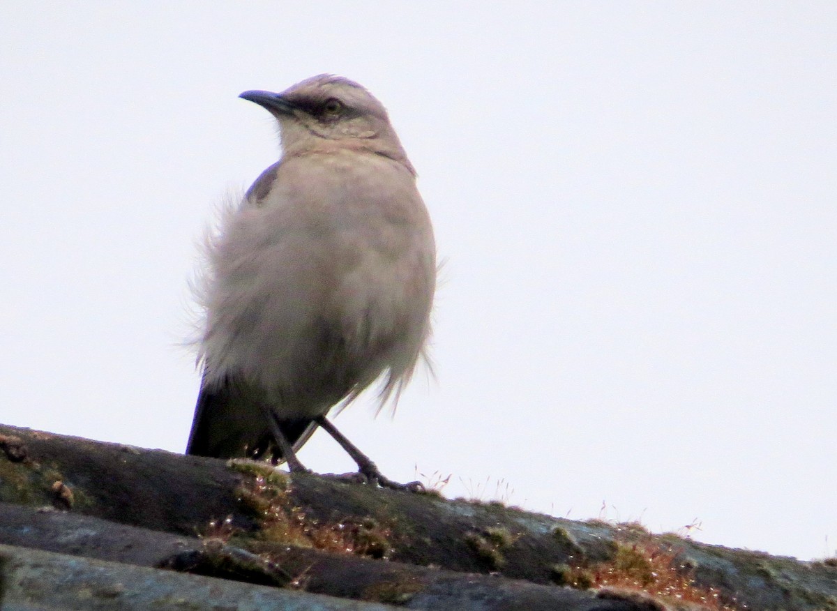 Tropikal Taklitçi - ML646351486