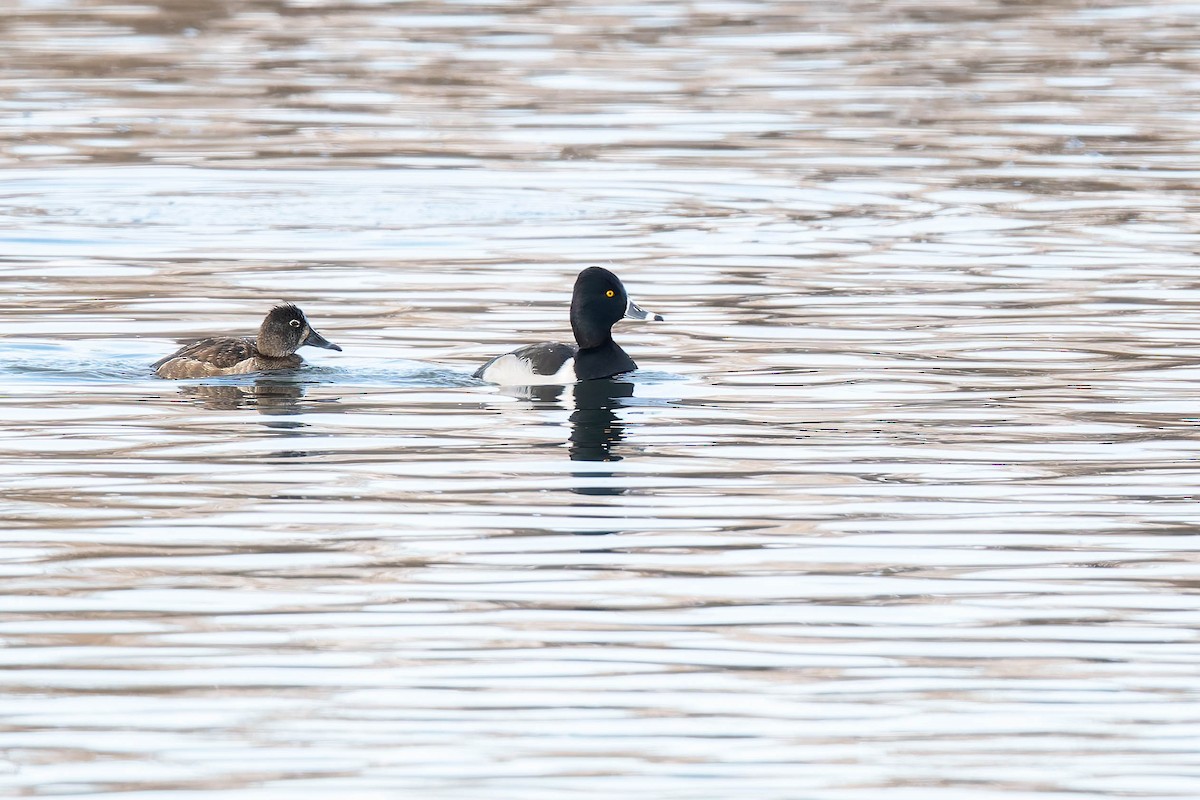 Ring-necked Duck - ML646351491