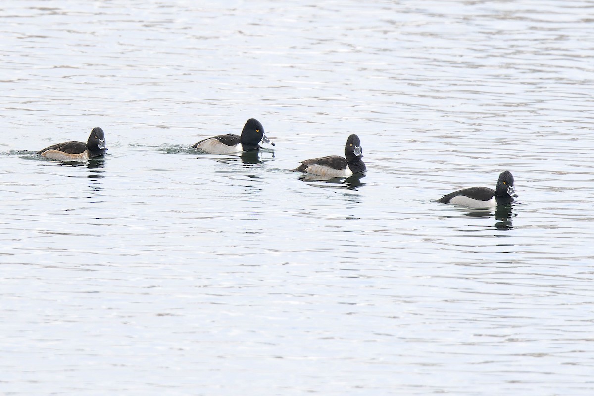 Ring-necked Duck - ML646351492
