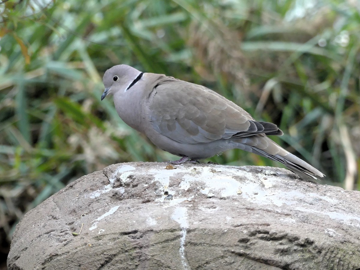 Eurasian Collared-Dove - ML646351496
