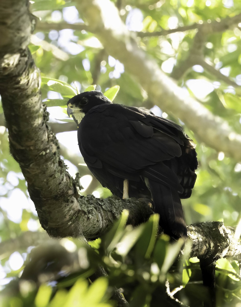 Black Goshawk - ML646351497