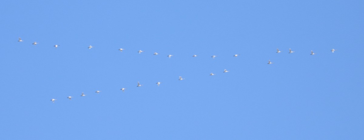 小天鵝 - ML646351499