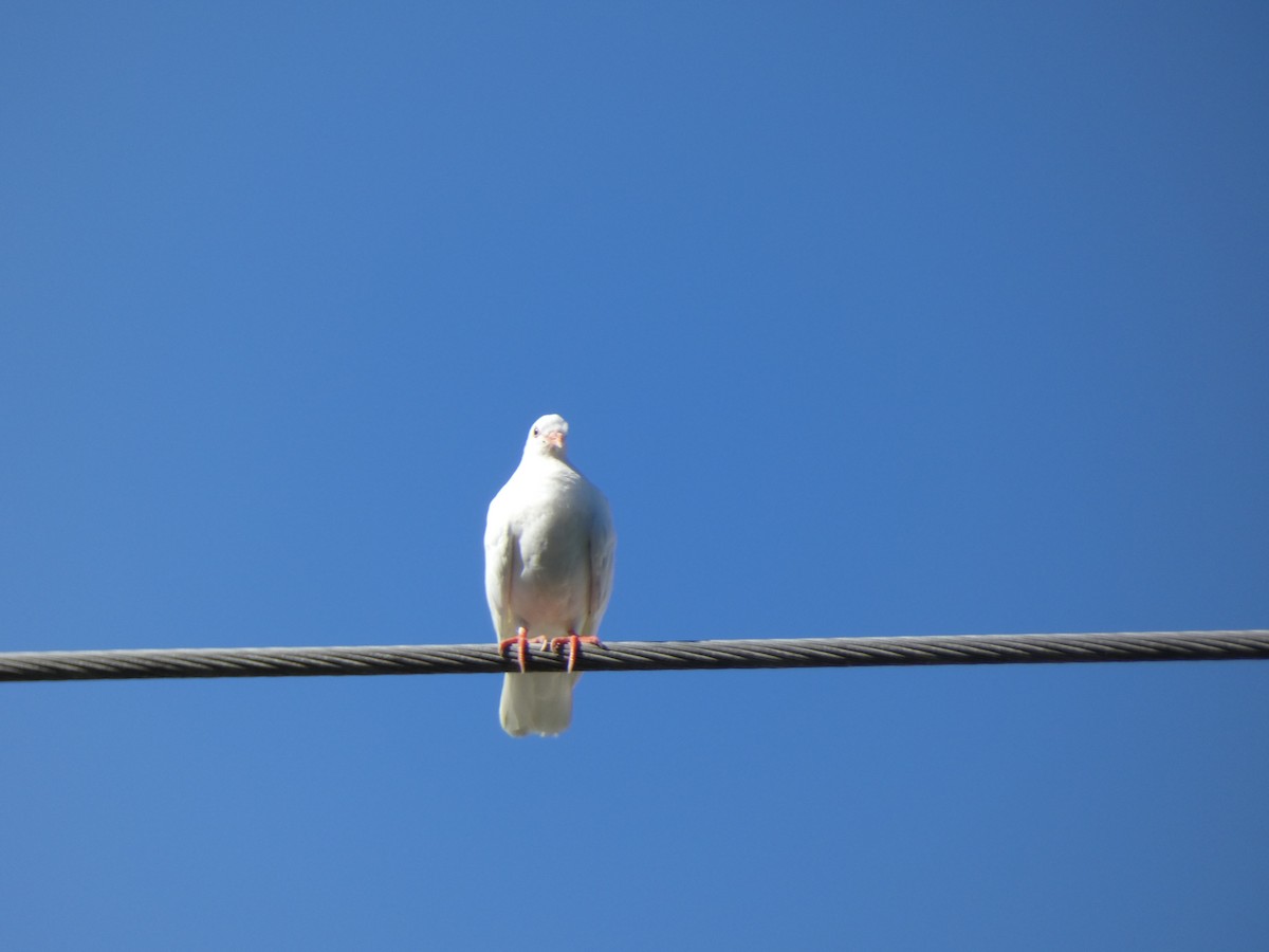 יונת בית - ML646351500