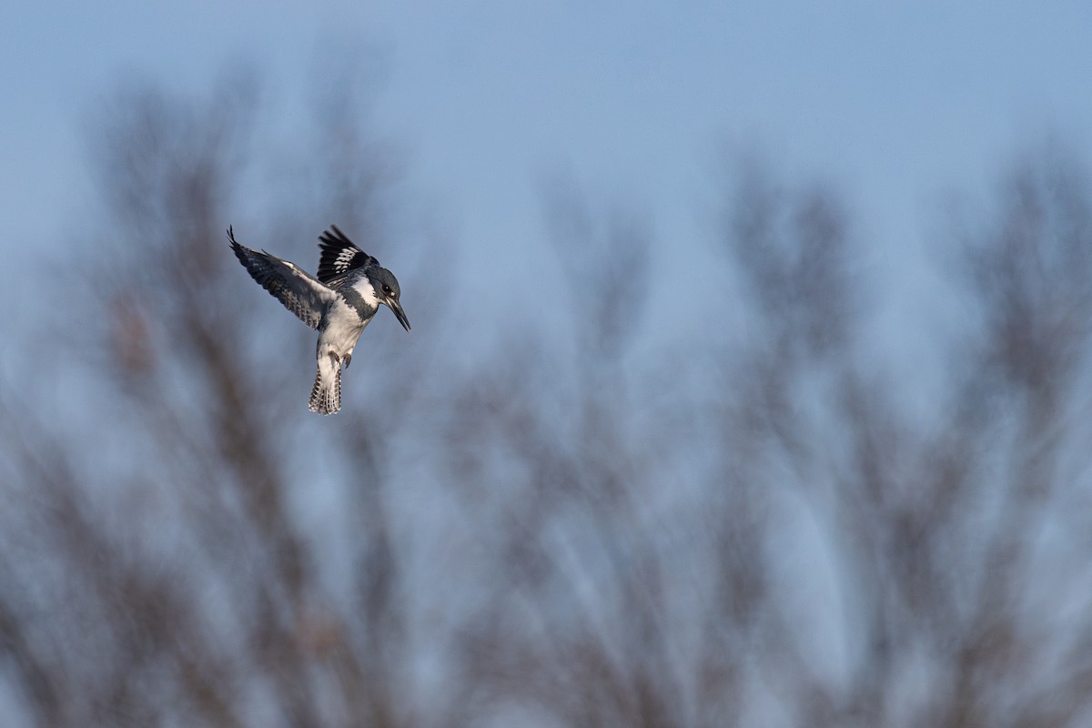 rybařík pruhoprsý - ML646351502