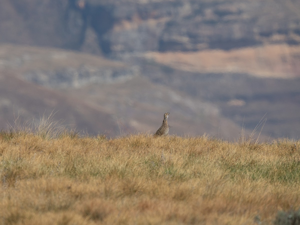 Gray-winged Francolin - ML646351503