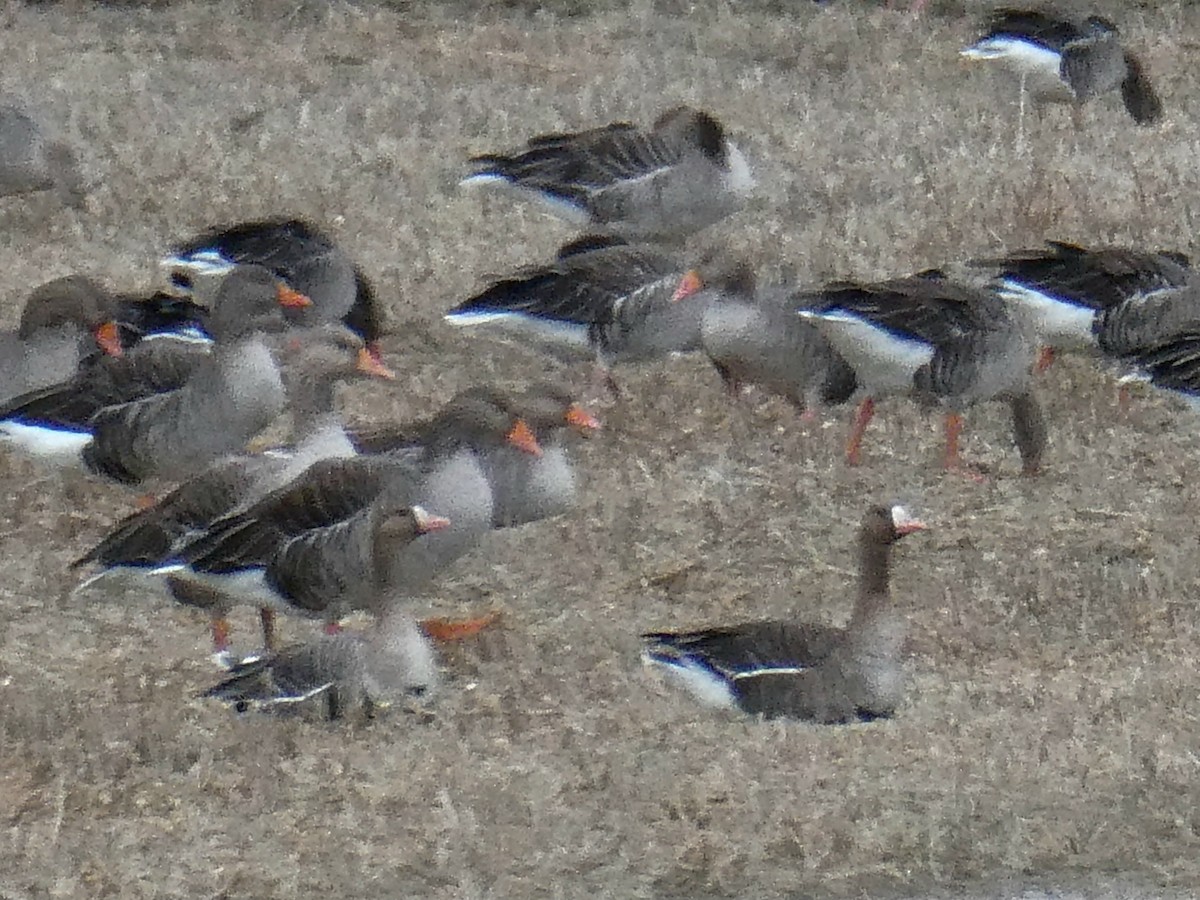 husa běločelá - ML646351504