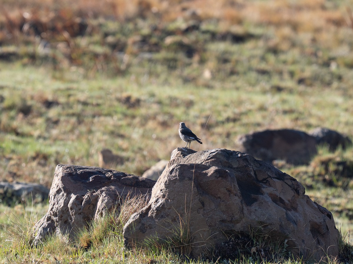 Mountain Chat - ML646351506