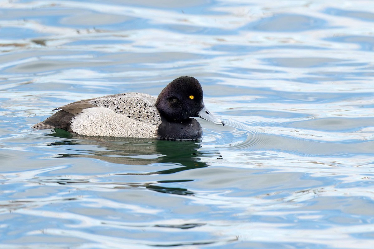 Redhead x Lesser Scaup (hybrid) - ML646351509