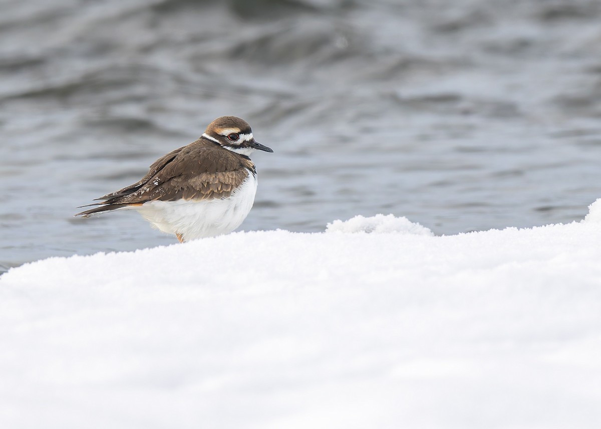 Killdeer - ML646351512
