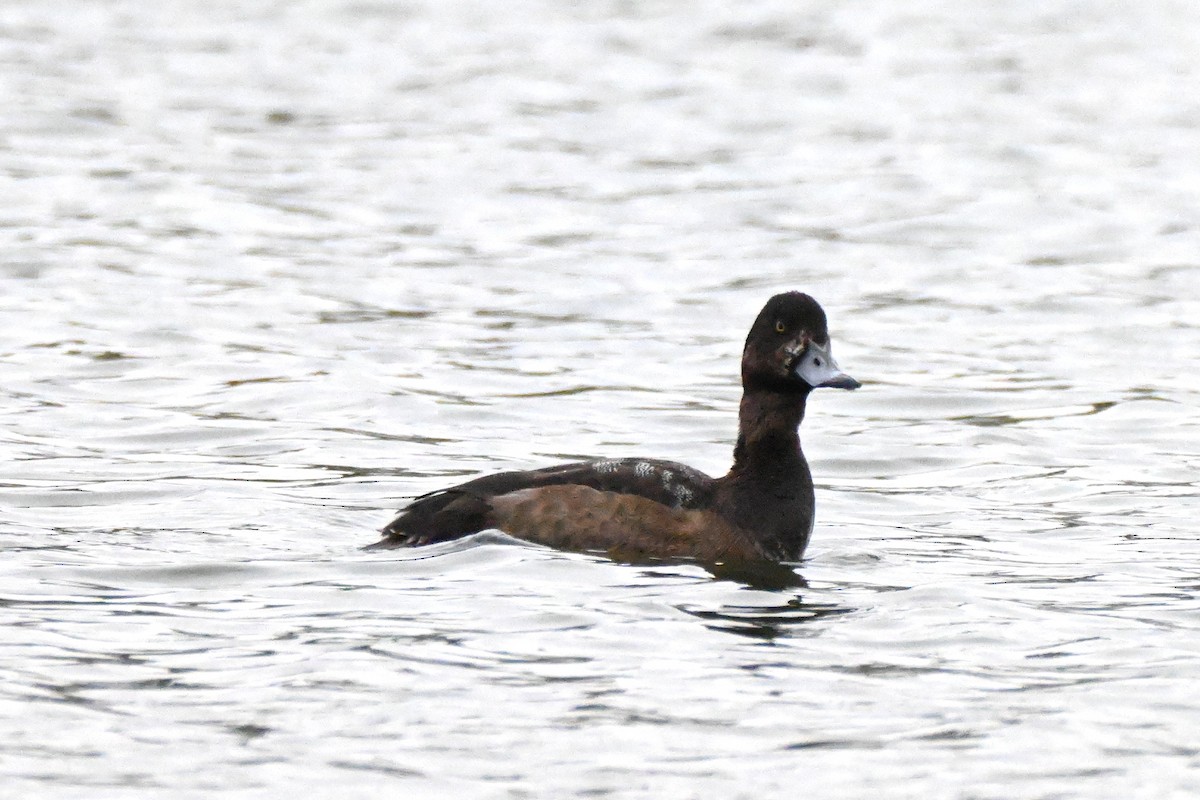 Тэнгисийн шумбуур - ML646351513