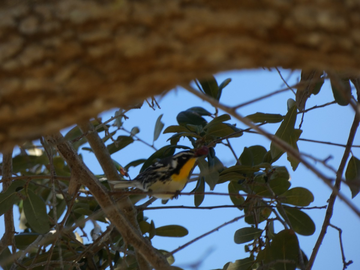 Goldkehl-Waldsänger - ML646351514