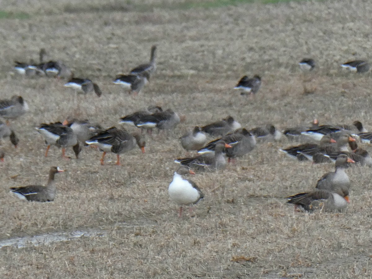 husa velká (domestikovaná) - ML646351515